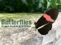 Though The Lens of an iPhone: Butterflies