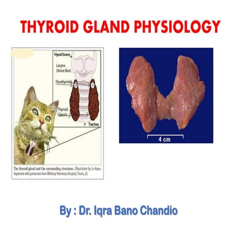 Thyriod Gland .pdf