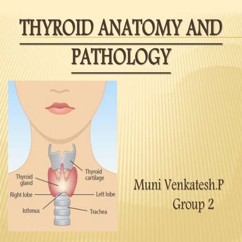 Thyroid anatomy and pathology