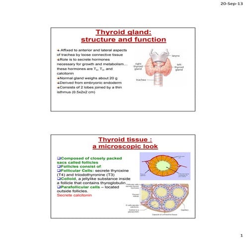 Thyroid hormone