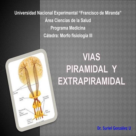 Comprehensive Overview of Pyramidal and Extrapyramidal Motor Pathways ...