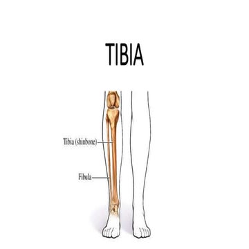TIBIA                                      n