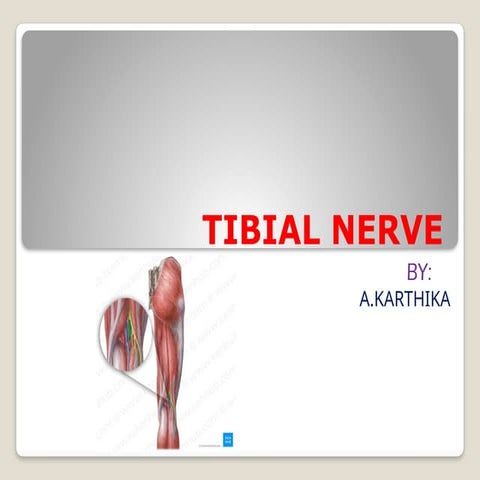 TIBIAL NERVE anatomy and clinical part ppt | PPTX