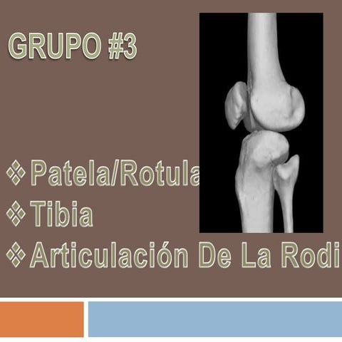 Articulacion de la rodilla | PPTX