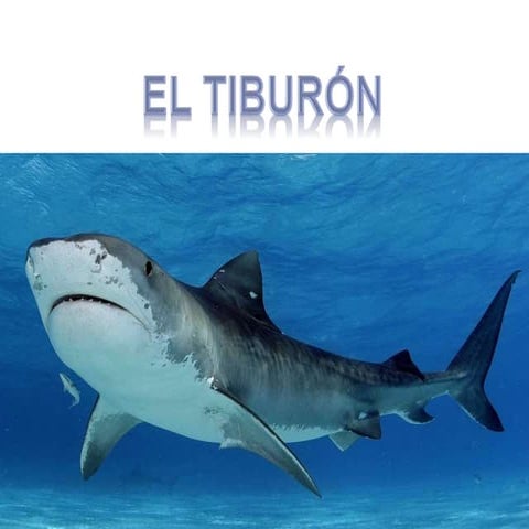 Tiburón definitiva