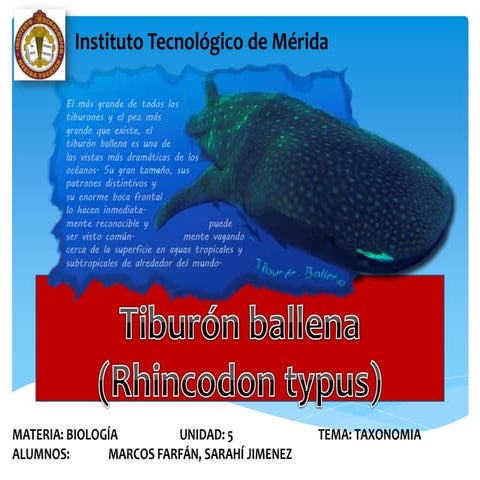   biologia clasificaccion del :Tiburon ballena