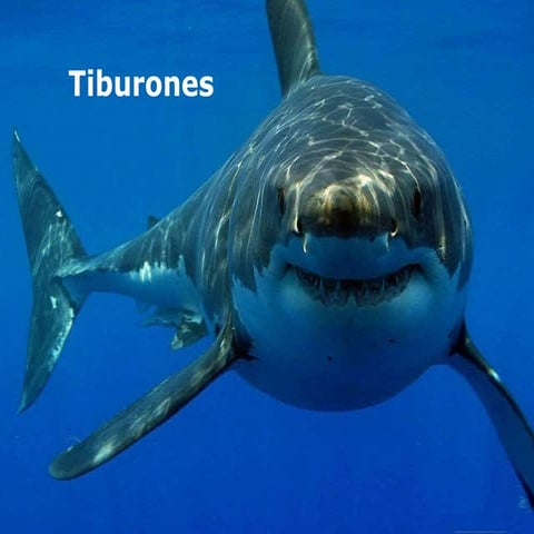 Tiburones 