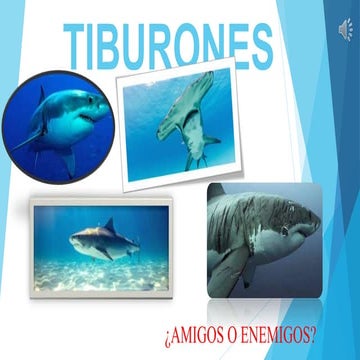 tiburones 2.pptx
