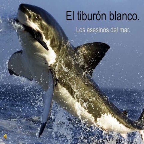 Tiburones blancos