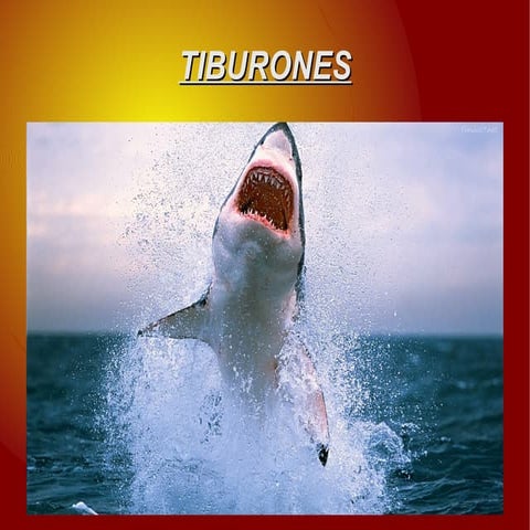 Tiburons