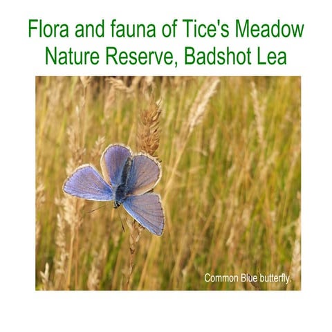Flora and fauna of Tice's Meadow