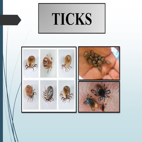 Ticks and its parasitic adaptations