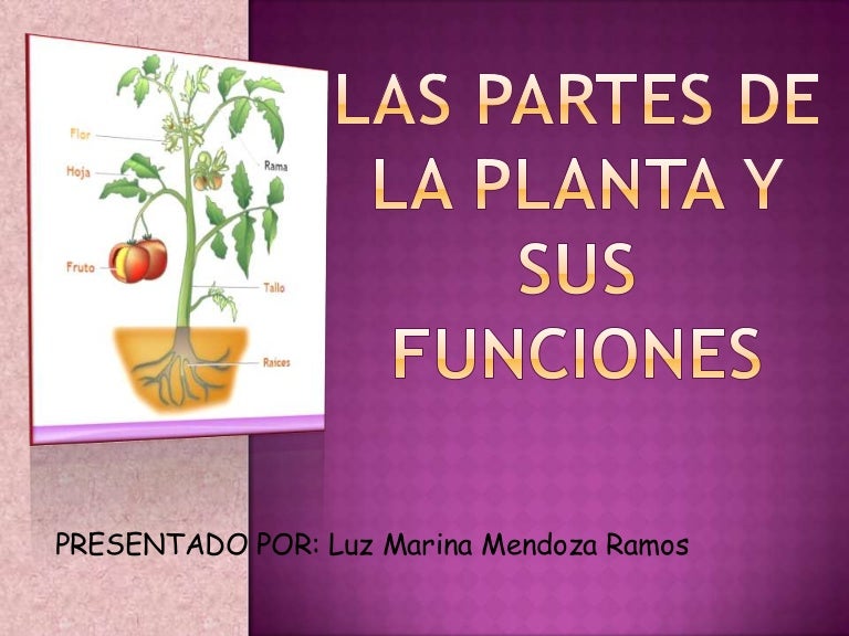 Resultado de imagen para LAS PLANTAS SLIDESHARE PARA PRIMARIA slideshare