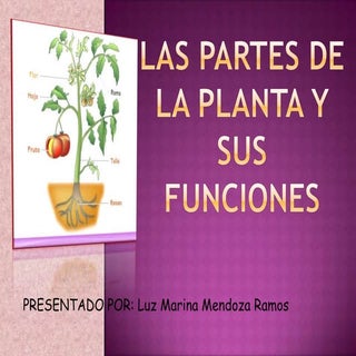 Las partes de la planta y sus funci...