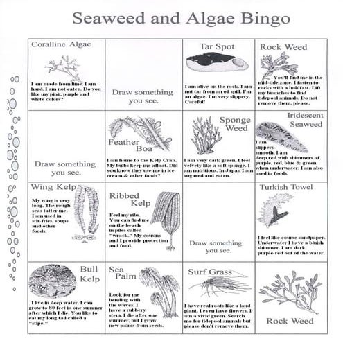 Tidepool guide to help identify flora and fauna | PDF