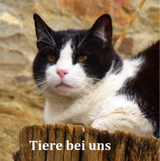 Tiere bei uns (Bilderbuch)