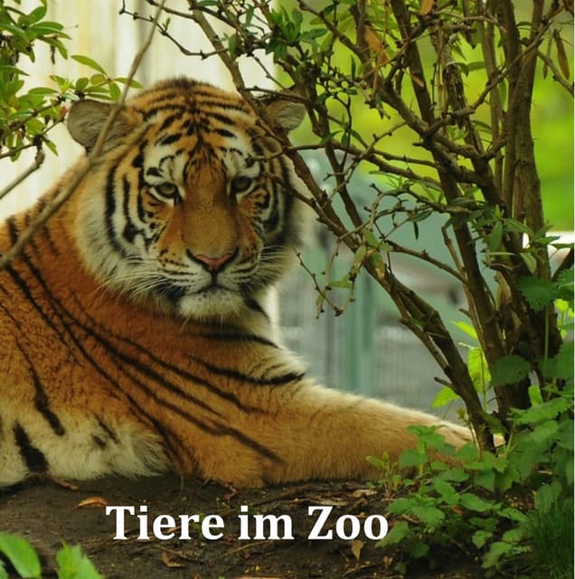 Tiere im Zoo (Bilderbuch)