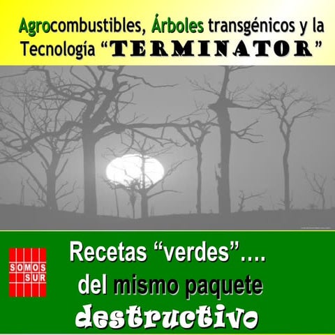 Agrocombustibles, transgenicos y la teconología TERMINATOR