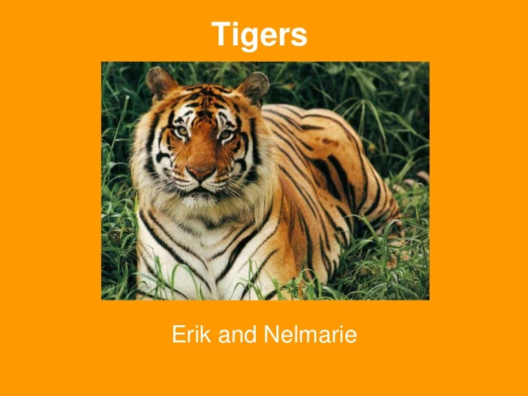 Tiger powerpoint