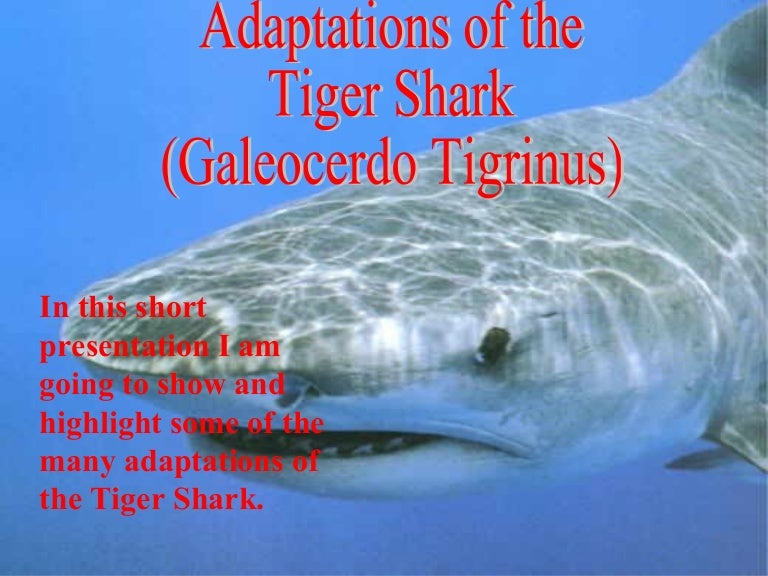 Fish adaptations: The Tiger Shark