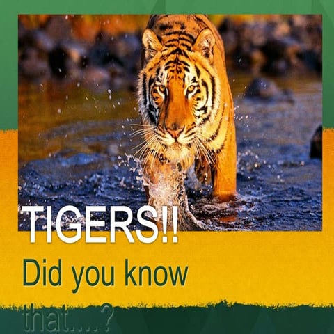 Tiger facts