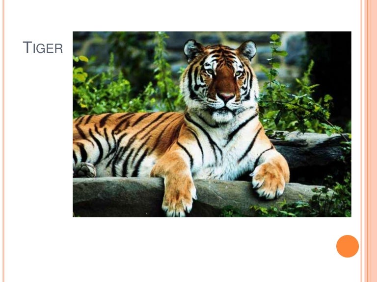 Tiger powerpoint
