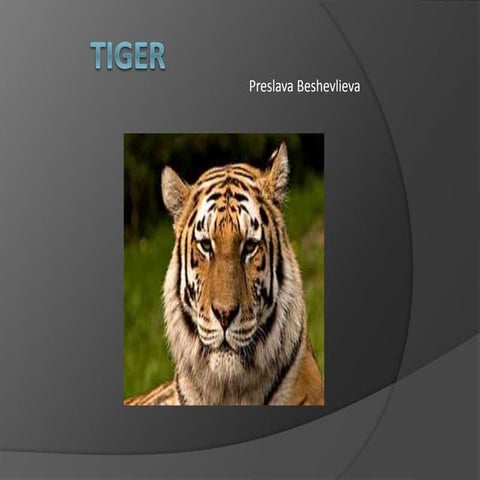 Nick d sumatran tiger | PPT
