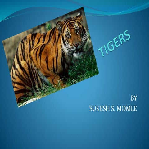 Tigers 120320021344-phpapp02 | PPTX