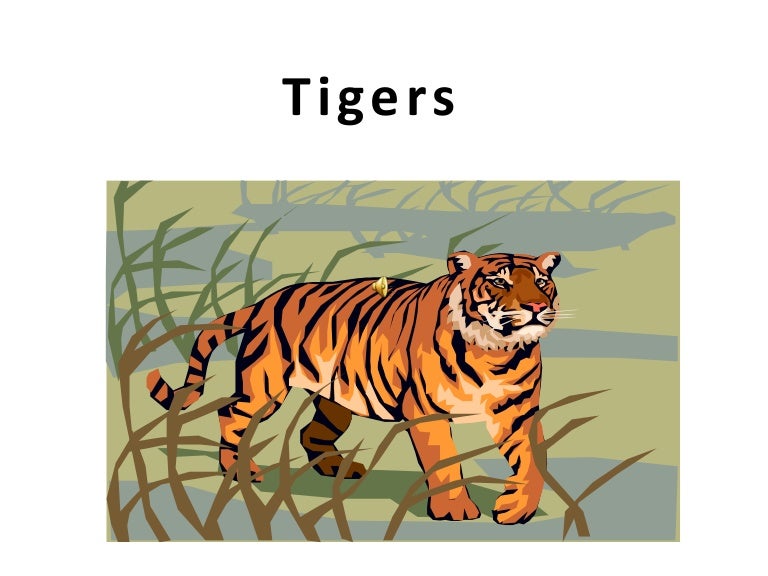 Tigers powerpoint