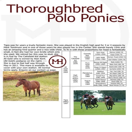 Tigra - Broodmare UK