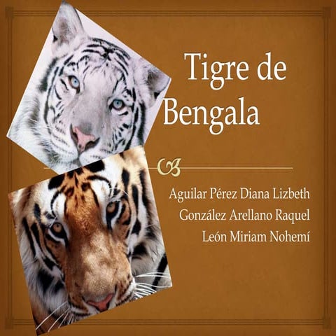 Tigre de bengala