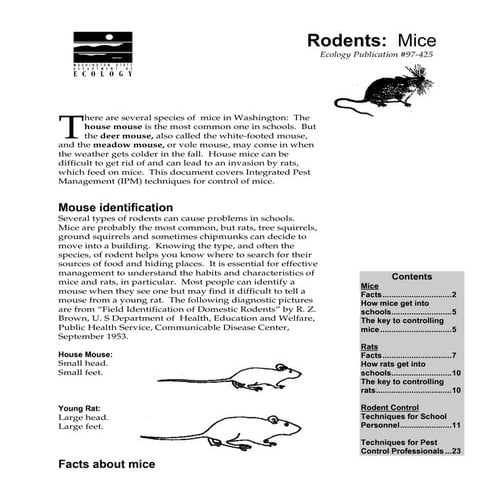 Mice Power Point Presentation | PPTX