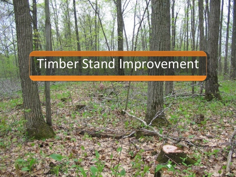Timber Stand Improvement