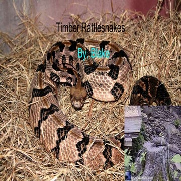 Timber Rattlesnakes | PPTX