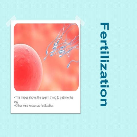 Human Placenta Birth Lactation | PDF