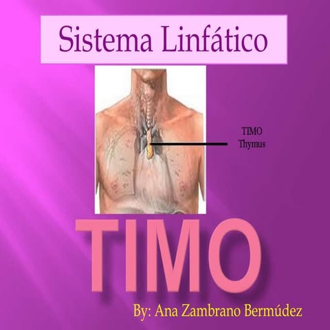 Timo. HISTOLOGÍA