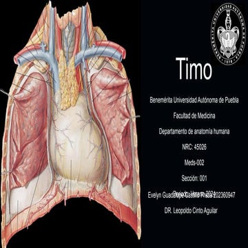 Presentación anatomía del timo, clasificación y partes. | PPTX