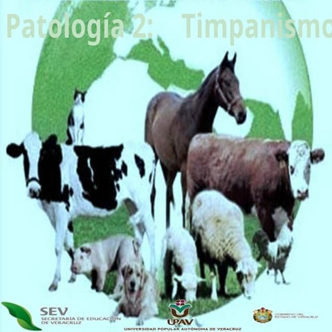 Timpanismo en bovinos fisiopatologia y lesiones | PDF