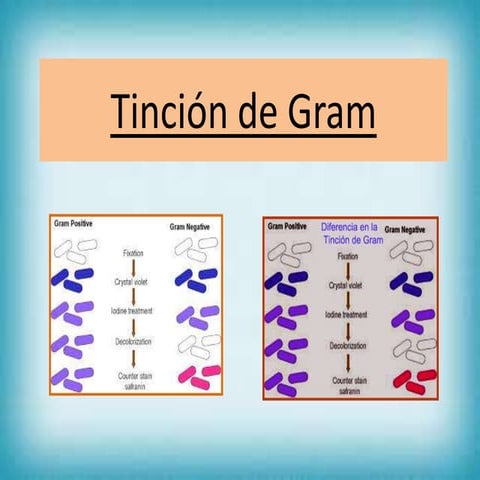 Tinción de gram (1)