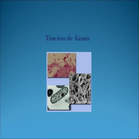 Tincion gram y morfologia bacteriana lesp [pqcmaog]