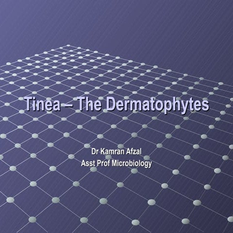 Tinea   dermatophytes