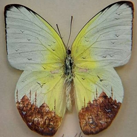 Landscapes of a Butterfly Wing