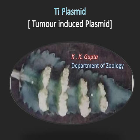 Ti plasmid vector