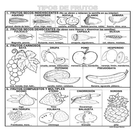 Tipos de-frutos