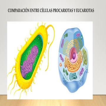 LAS CELULAS EUCARIOTAS Y PROCARIOTAS BIOLOGIA.pptx