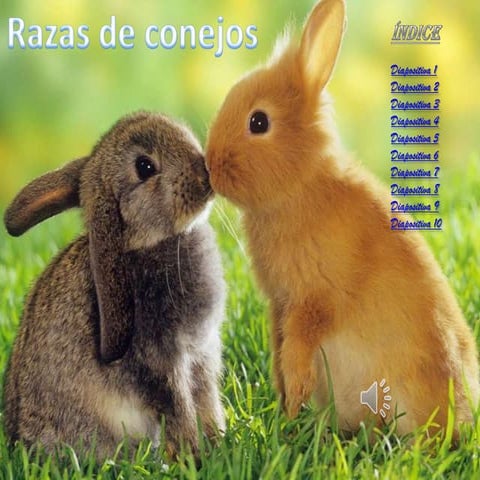 Tipos de conejos.Denisa.4 B