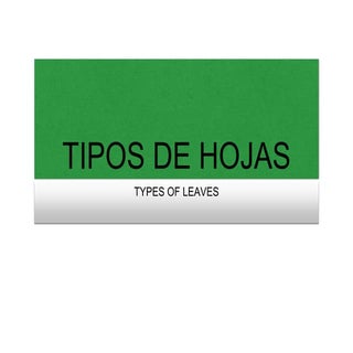 Tipos de hojas