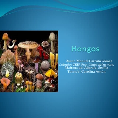 Tipos de hongos