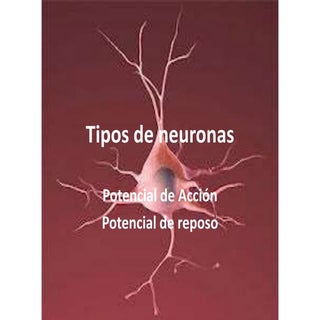 Tipos de neurona (dendritas, axon y...