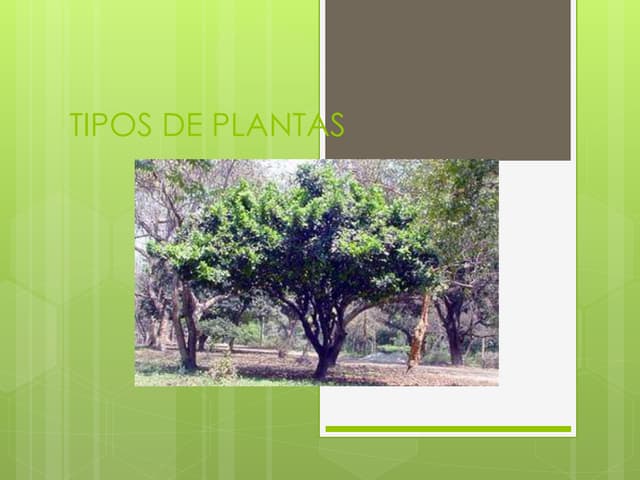 Tipos de plantas de sonia